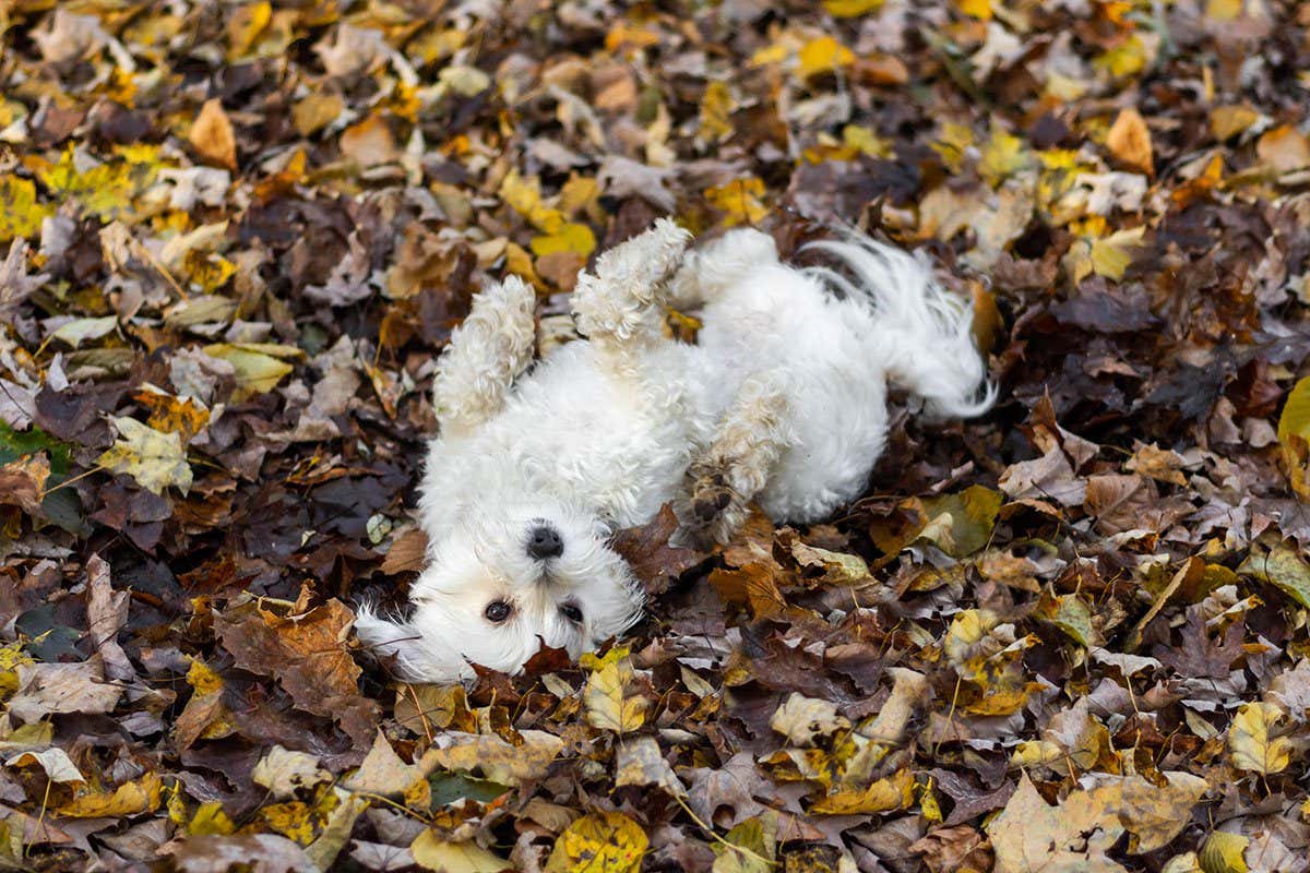 R5X7FW Cute small white dog rolling in mud and fall leaves
