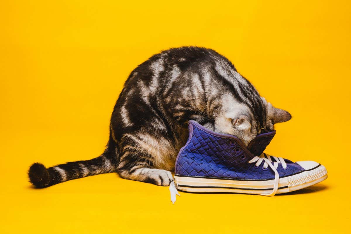 cat playing with a blue canvas shoe