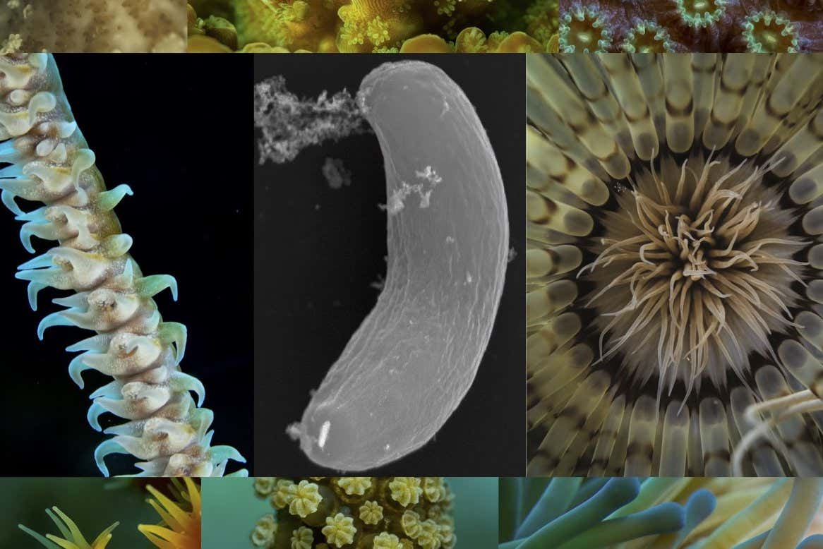 Corallicolids and their hosts