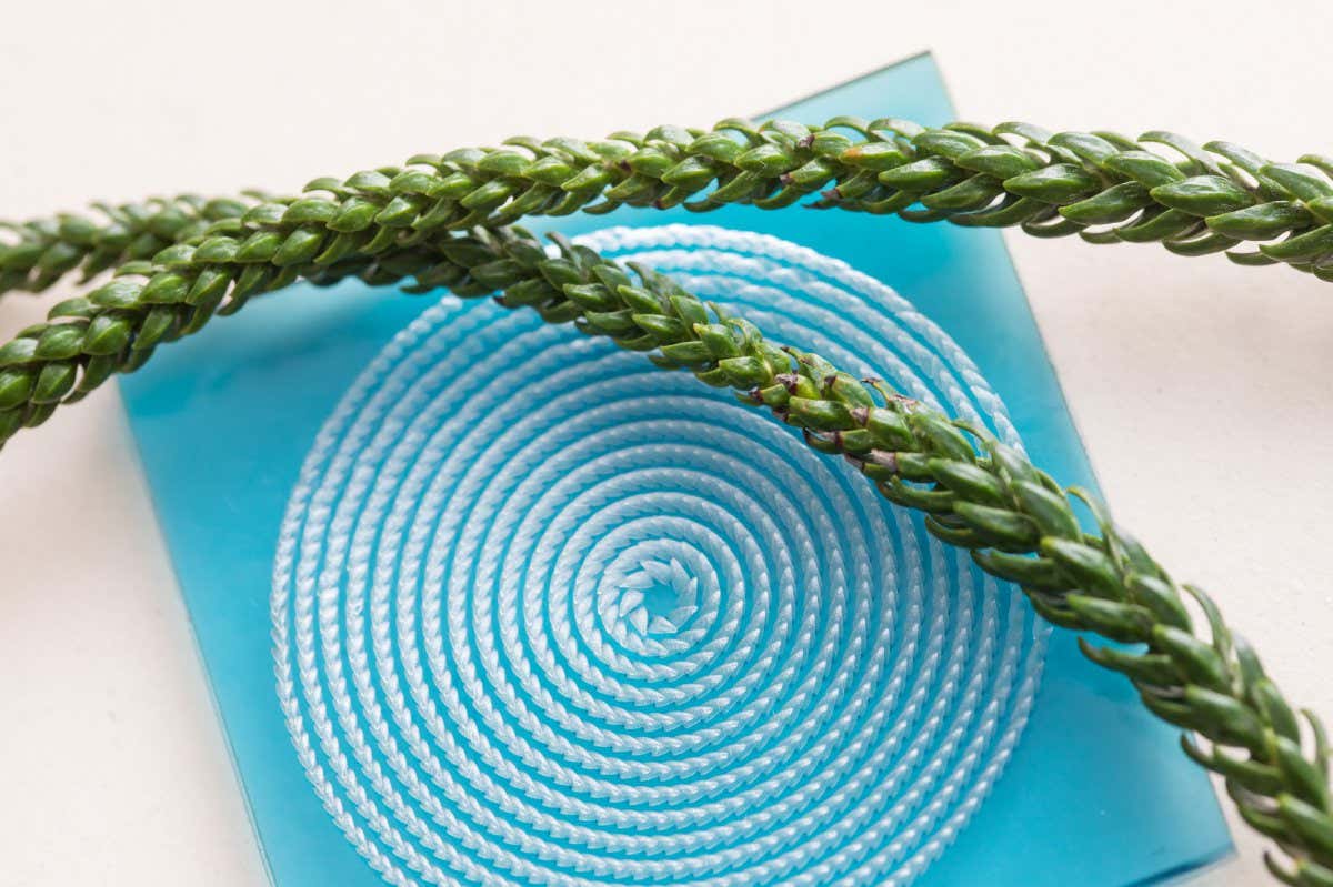 A surface with 3D ratchet structures and Auricaria leaf