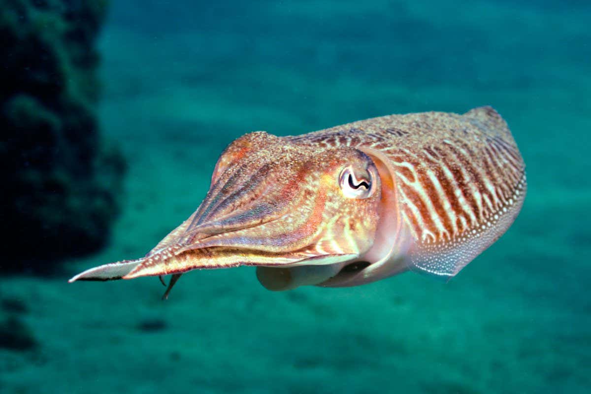 A Cuttlefish (Sepia officinalis) swimming underwater