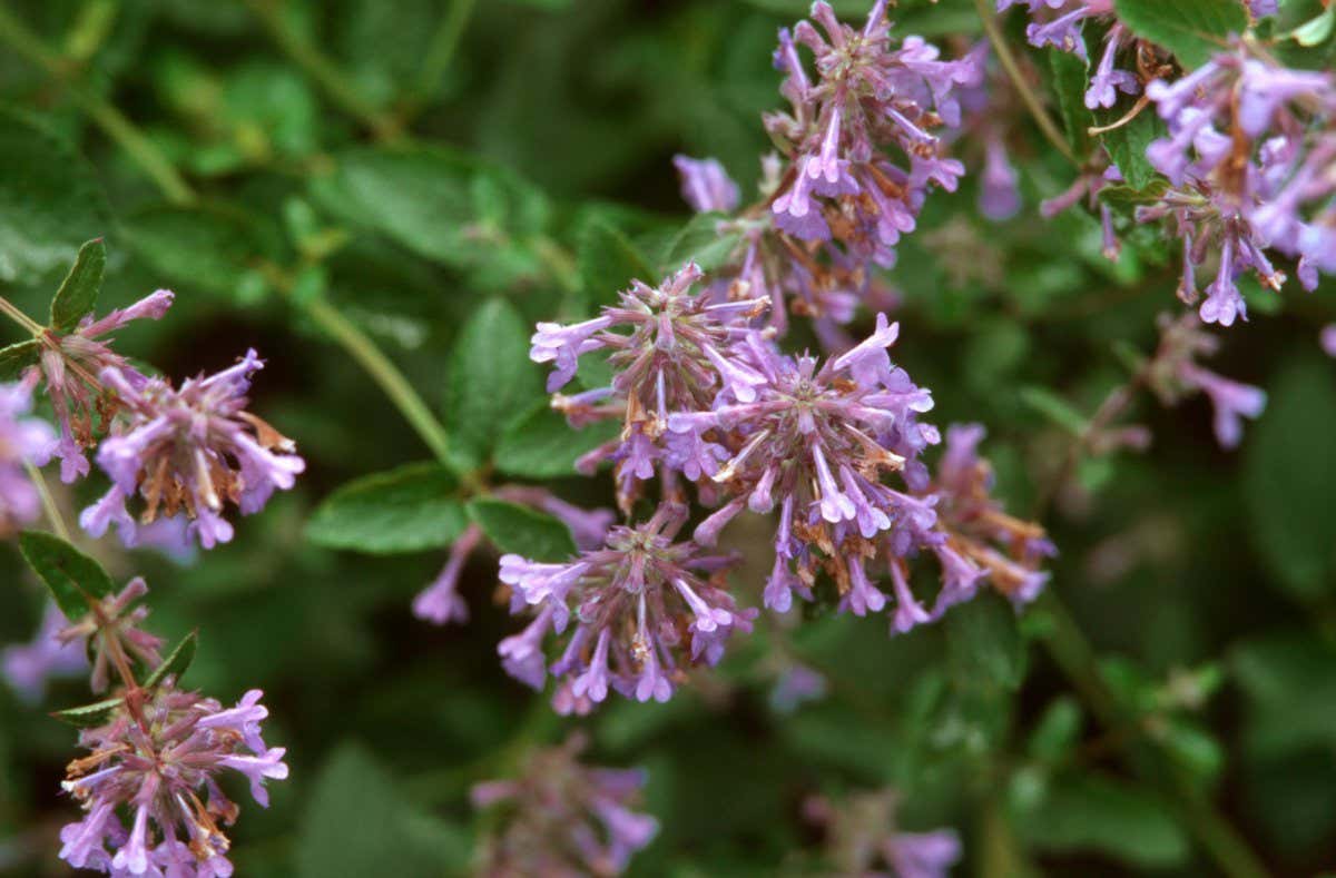 The leaves and flowers of catnip