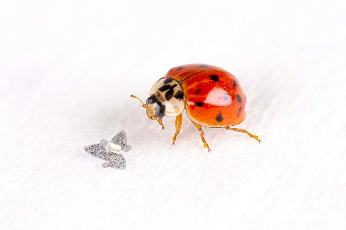 Microglider and ladybird