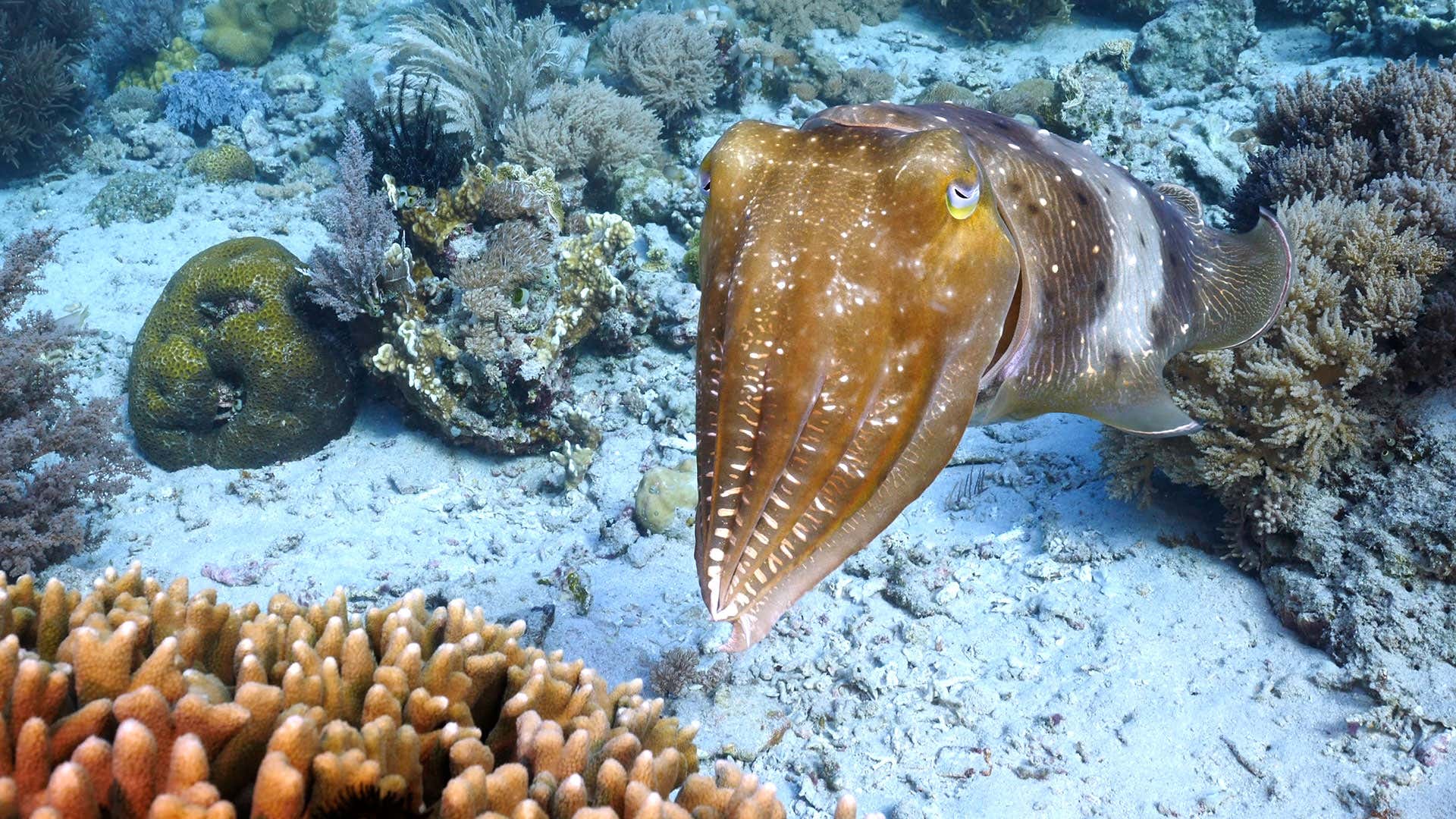 Watch cuttlefish migrate together in a defensive line with a lookout
