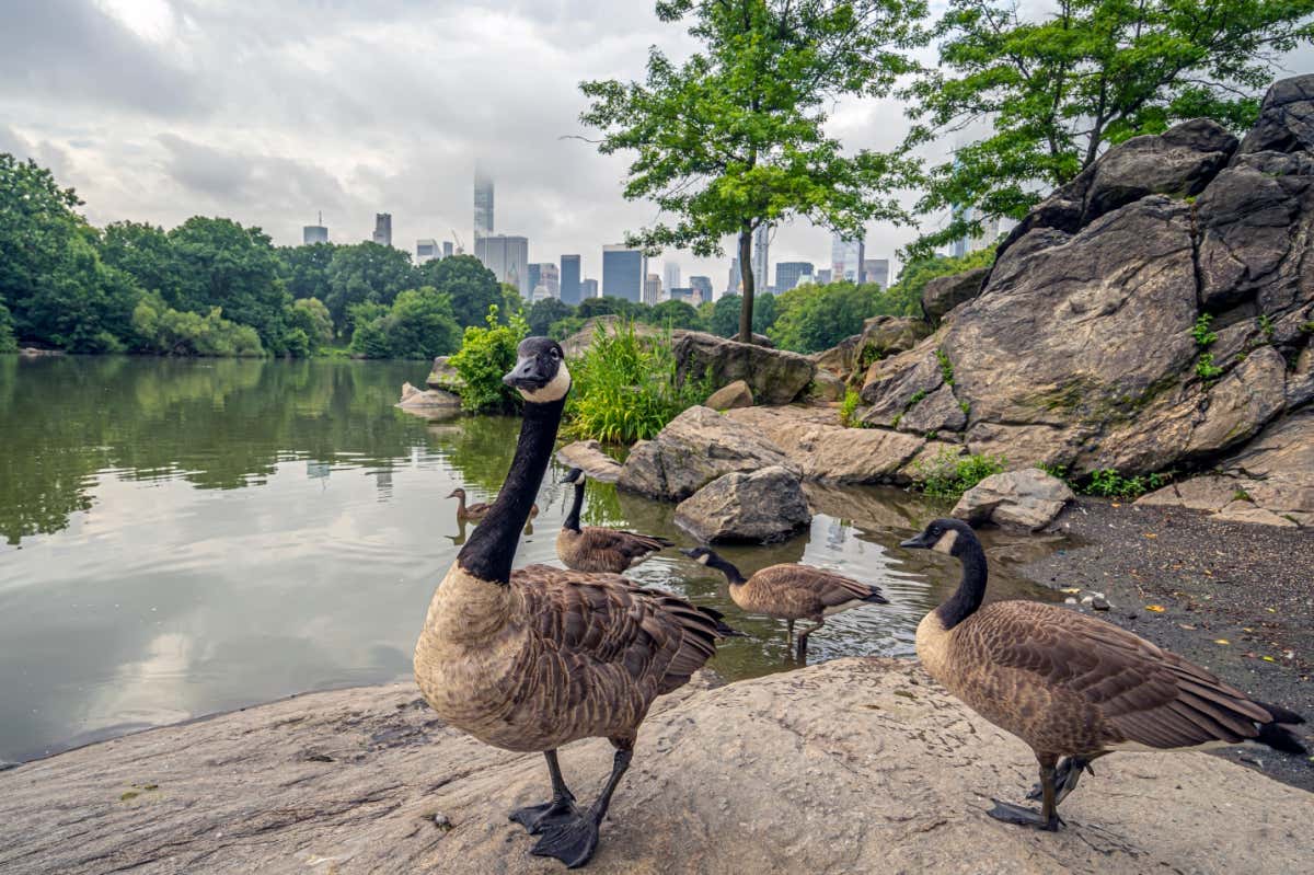 A goose with a lake in the background