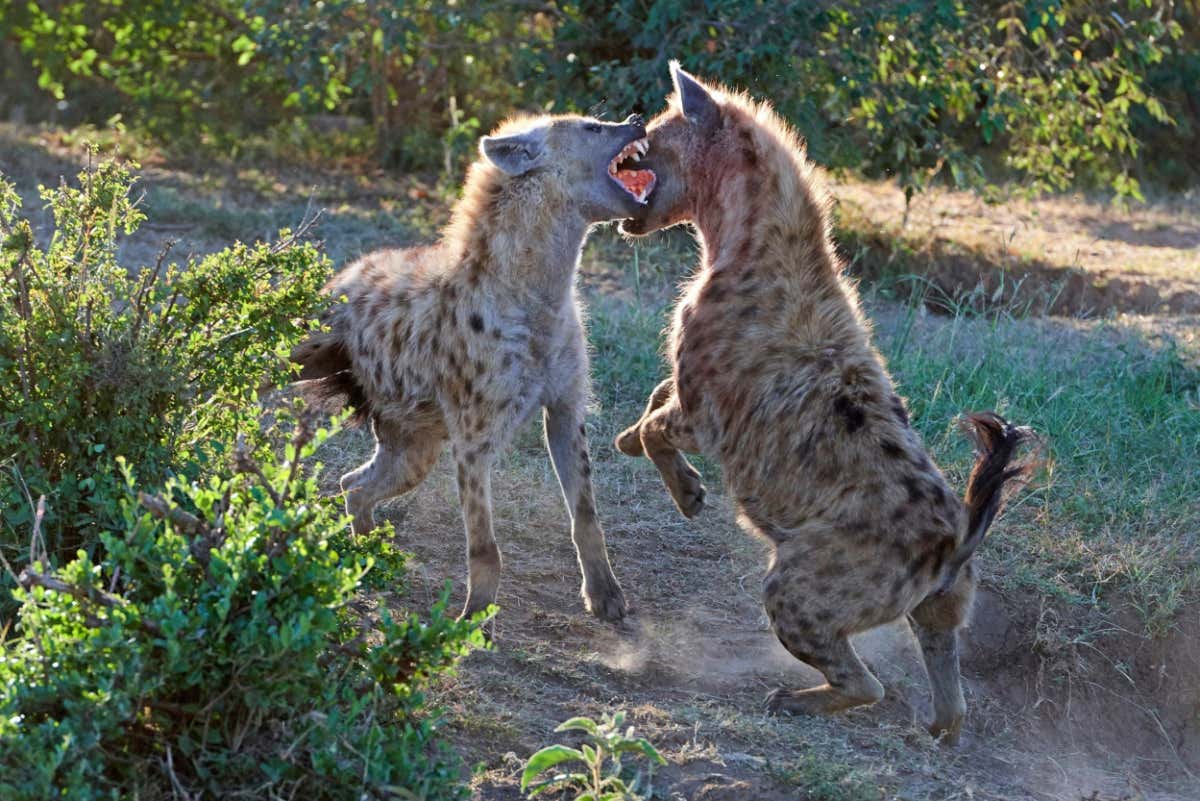 hyenas