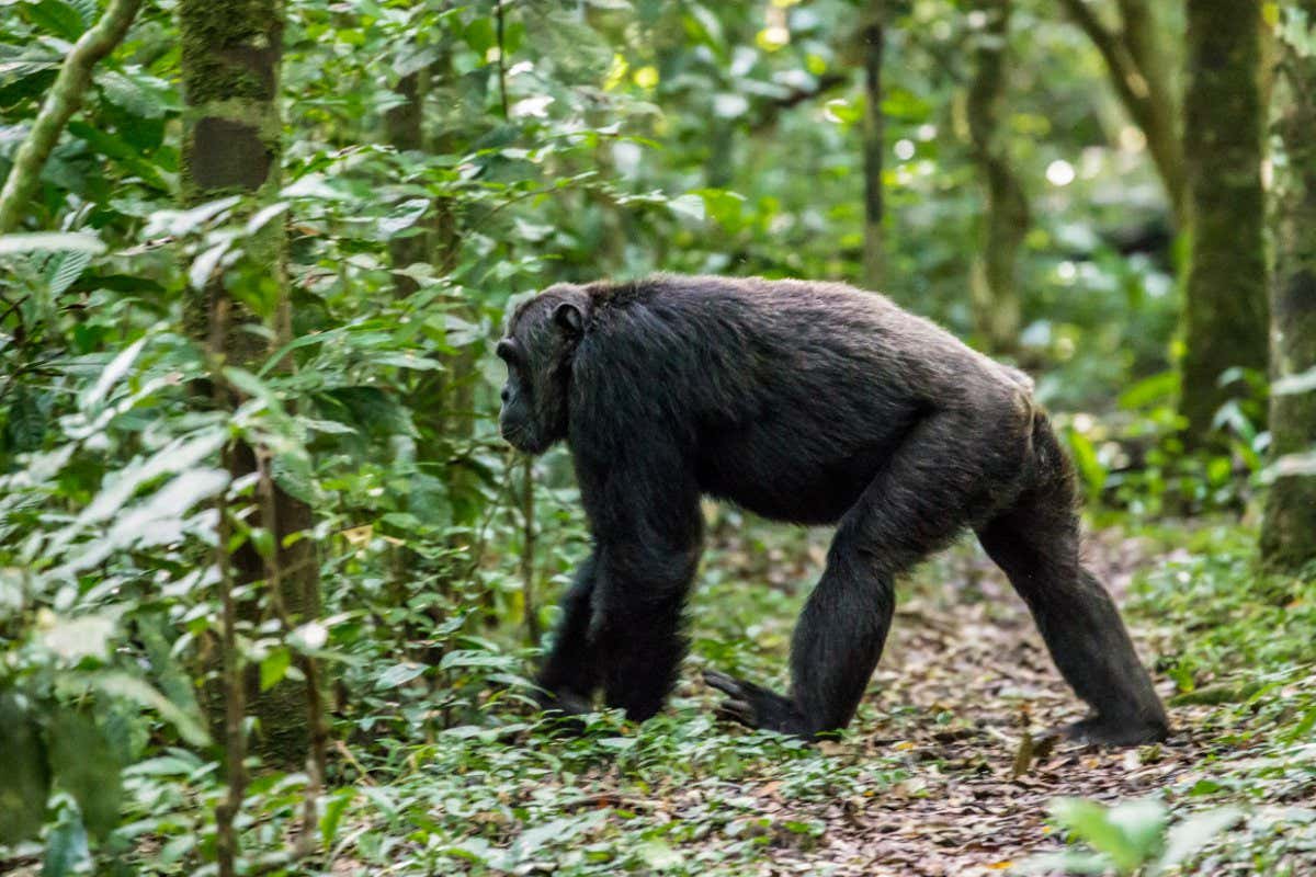 Wild chimpanzee walking through a forest