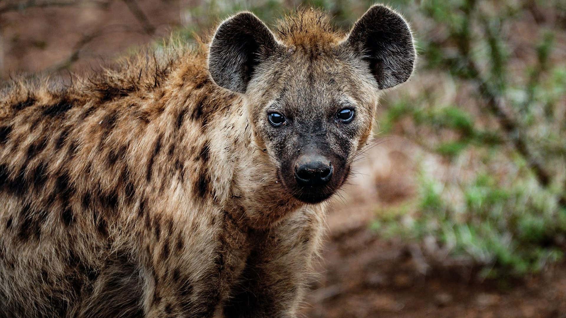 Hyenas play