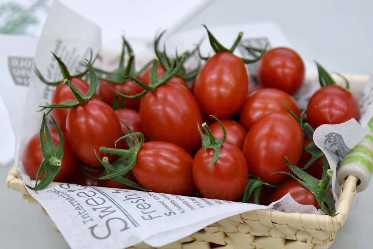 A basket of red tomatoes