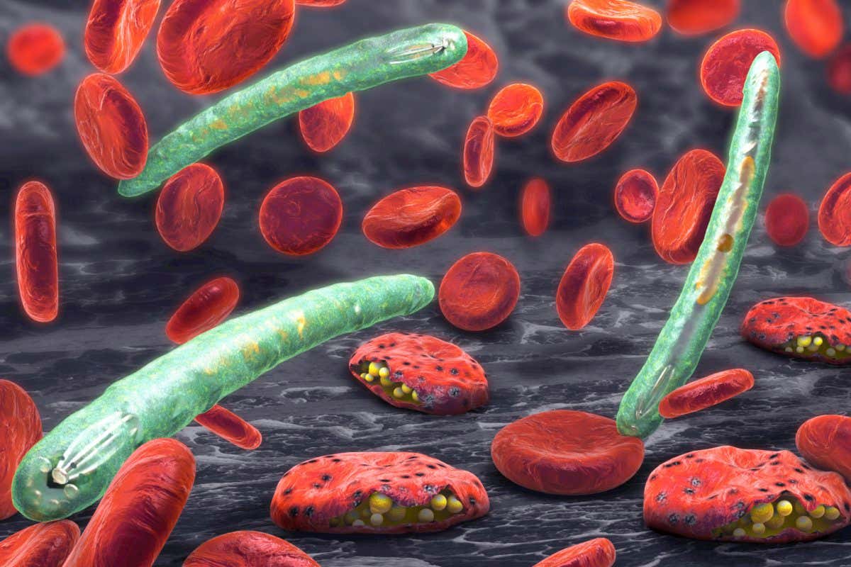3d illustration of blood cells and Plasmodium sp. parasite