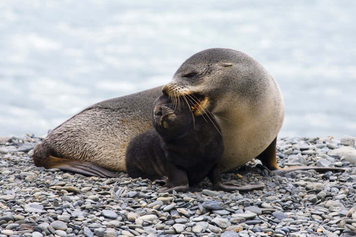 Mother and baby Antarctic Fur seals
