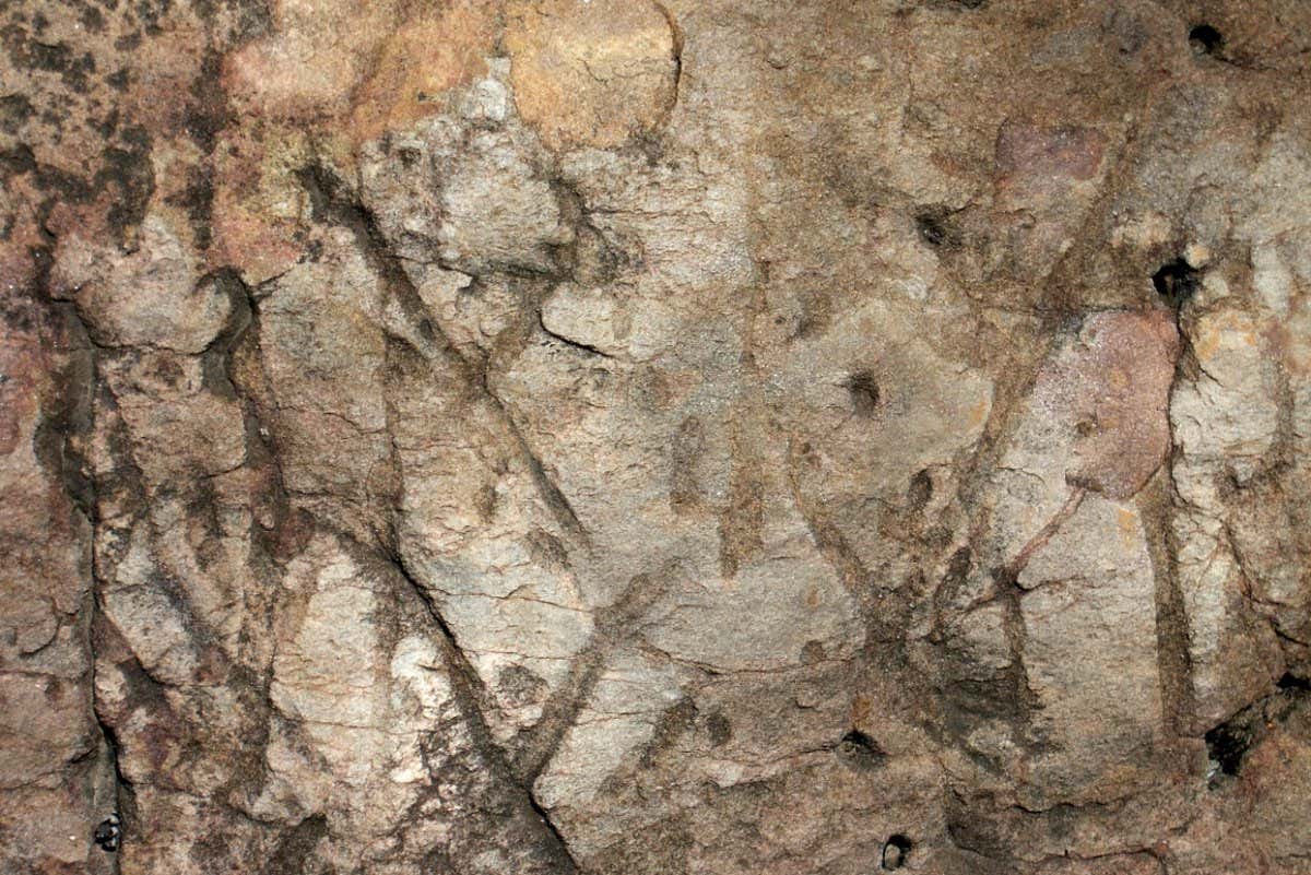 Dark lines on lighter rocks, animal burrows in ancient quartzitic rock