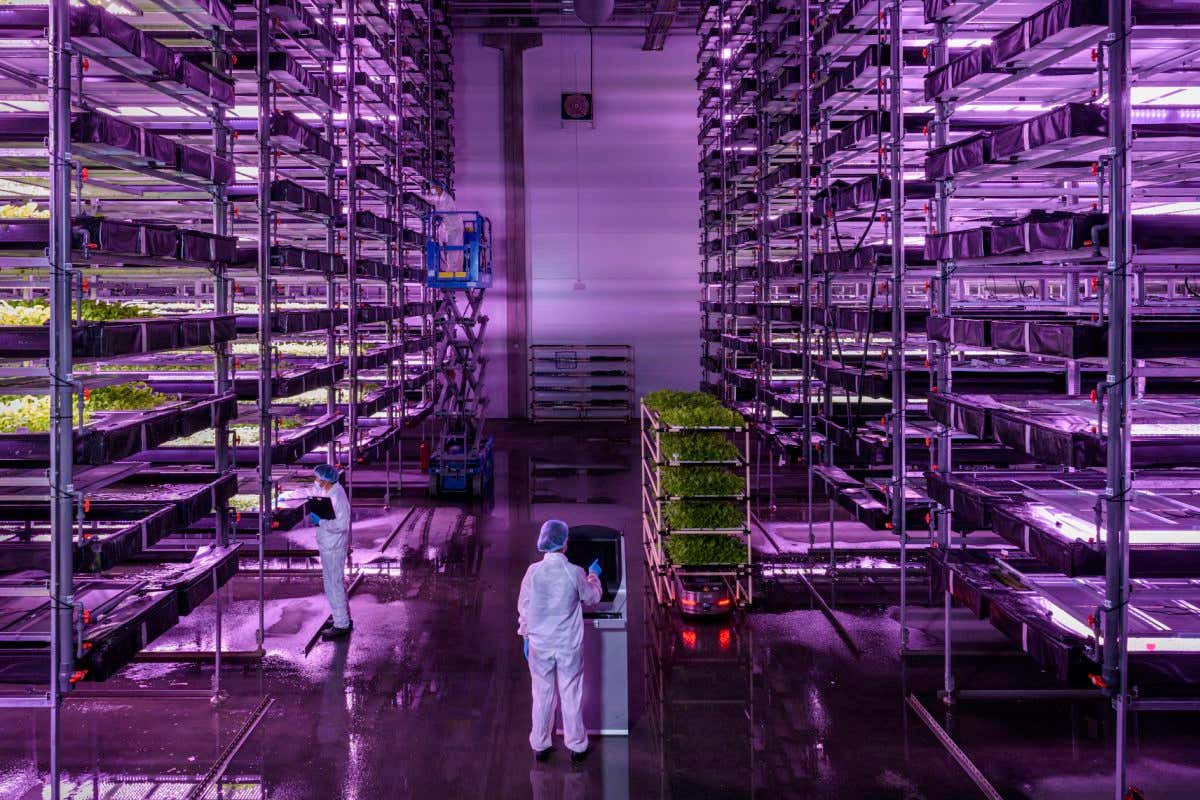 FEATURE ONLY The grow hall at Nordic Harvest close to Copenhagen, where a 14 storey high system grows salad leaves in water under UV lights.