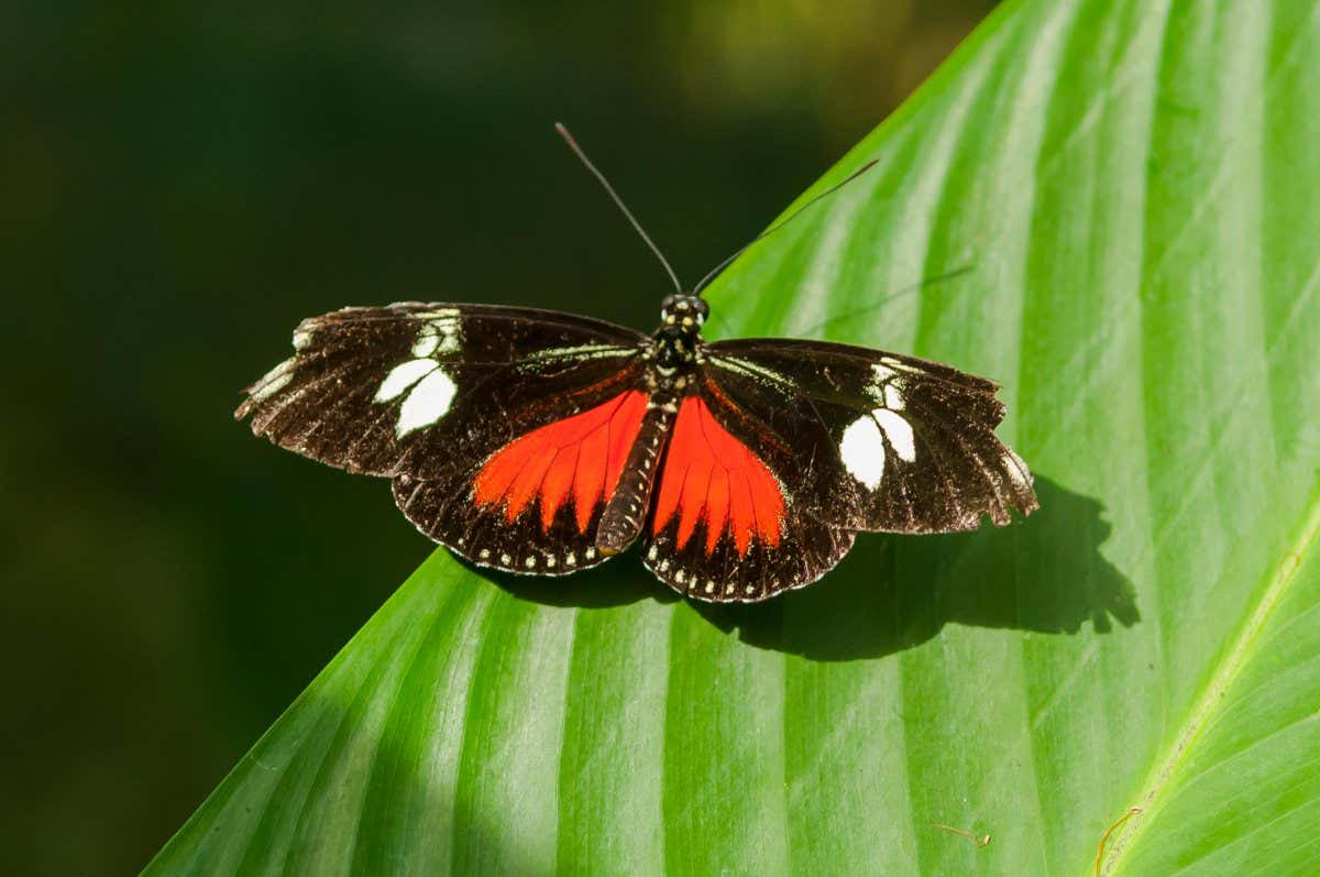 Red postman butterfly on a leaf