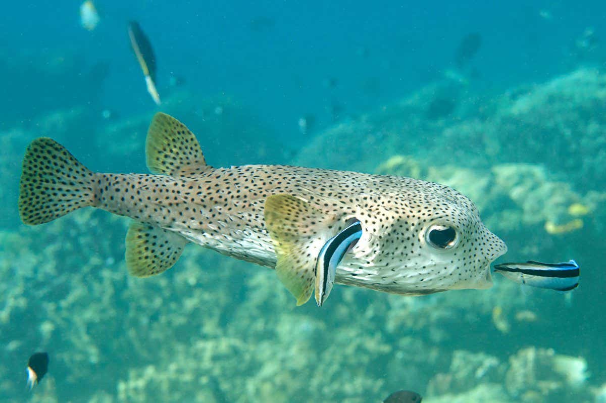 Porcupine pufferfish (diodon hystrix) being cleaned by cleaner fish (labroides dimidiatus)