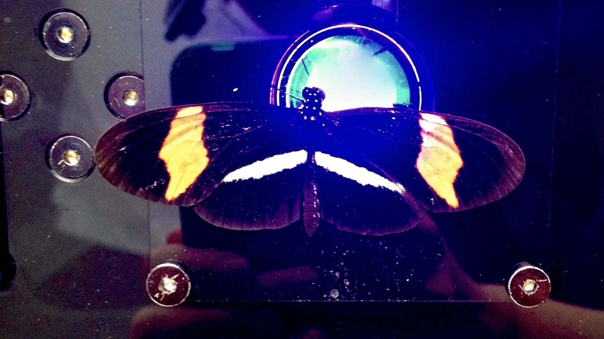 butterfly on uv light