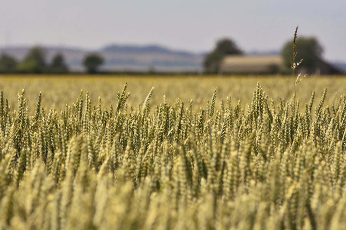 Ripening wheat field in the UK