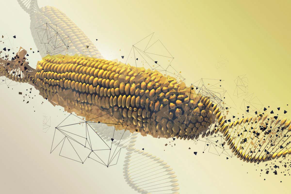 TCR5F0 GM corn cob, illustration