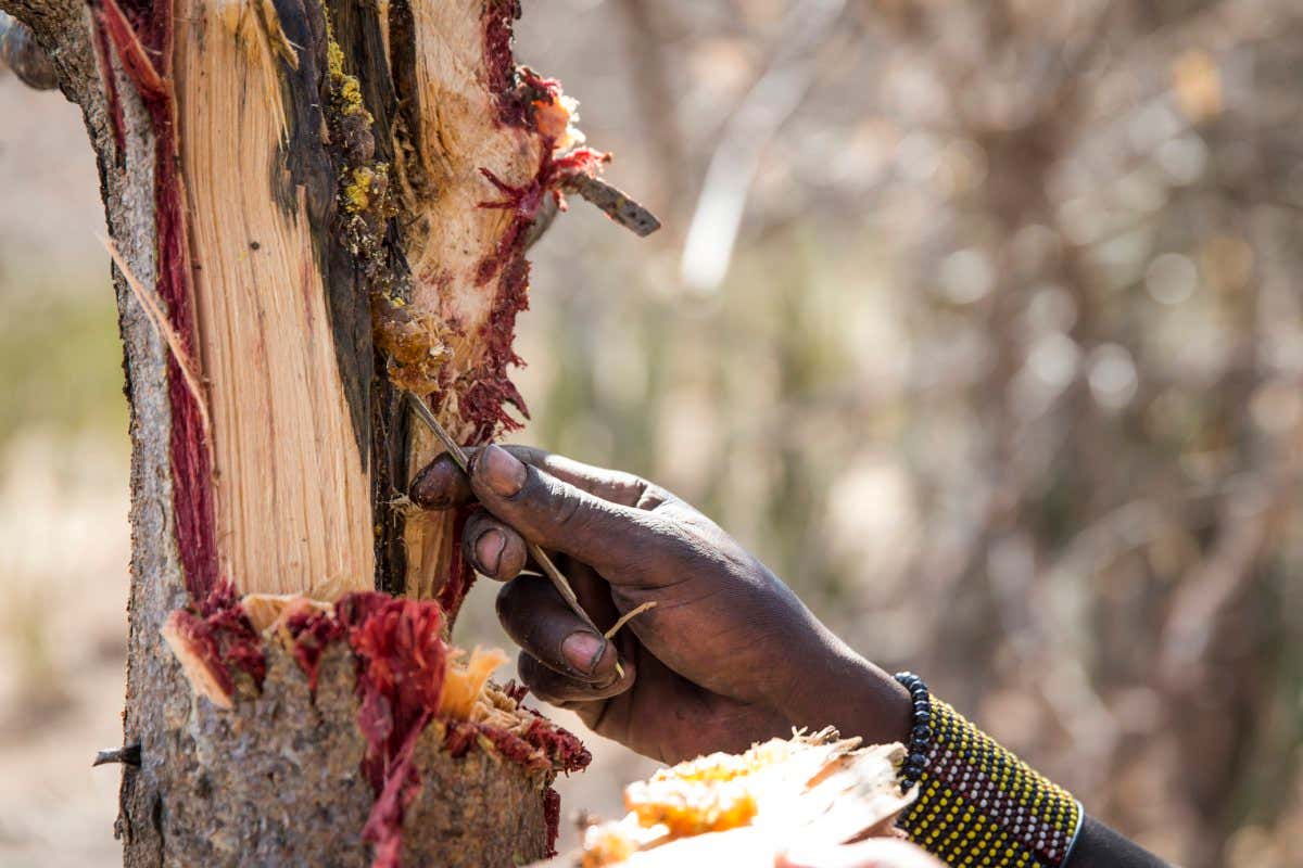 hadzabe man picking honey out of a tree