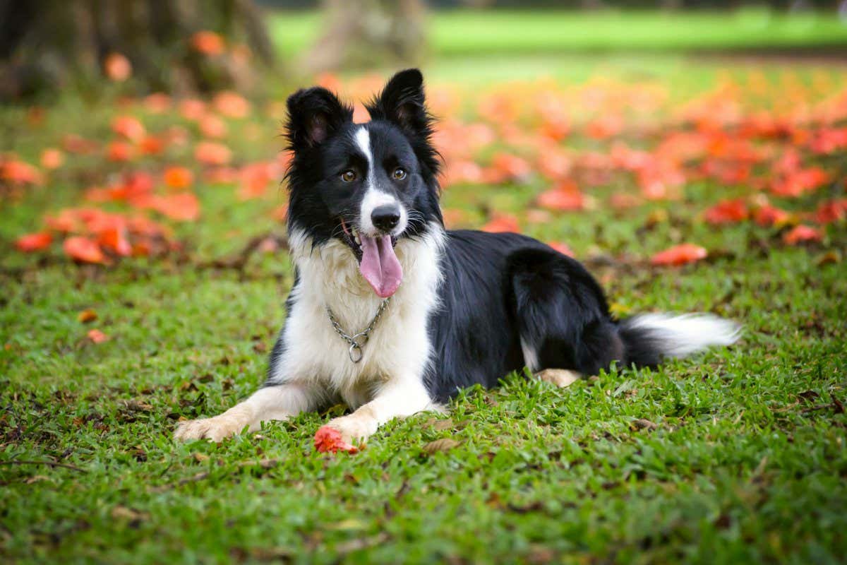 border collie