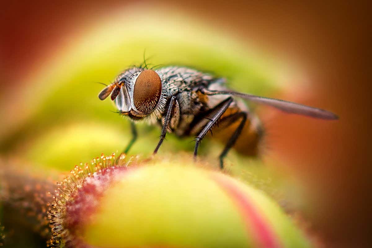 A close up of a common housefly on a green flower.