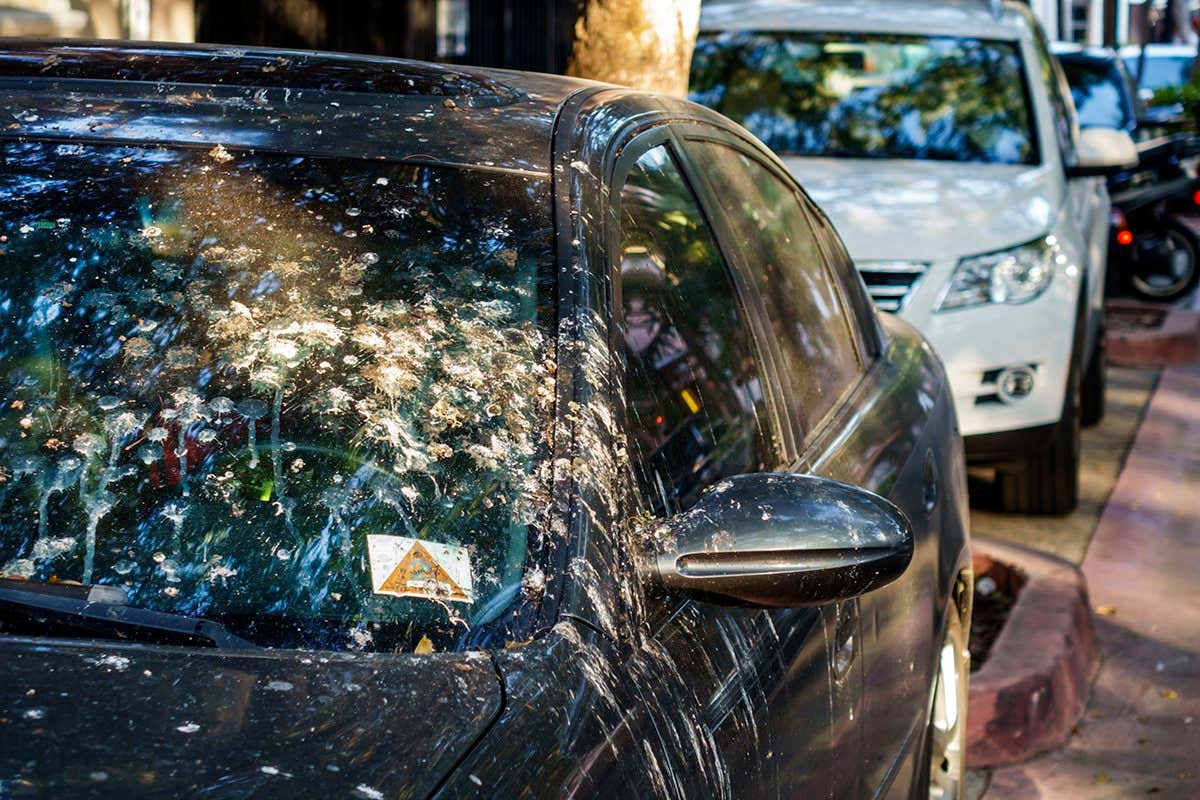 Bird droppings on a car. (Photo by: Jeffrey Greenberg/Universal Images Group via Getty Images)