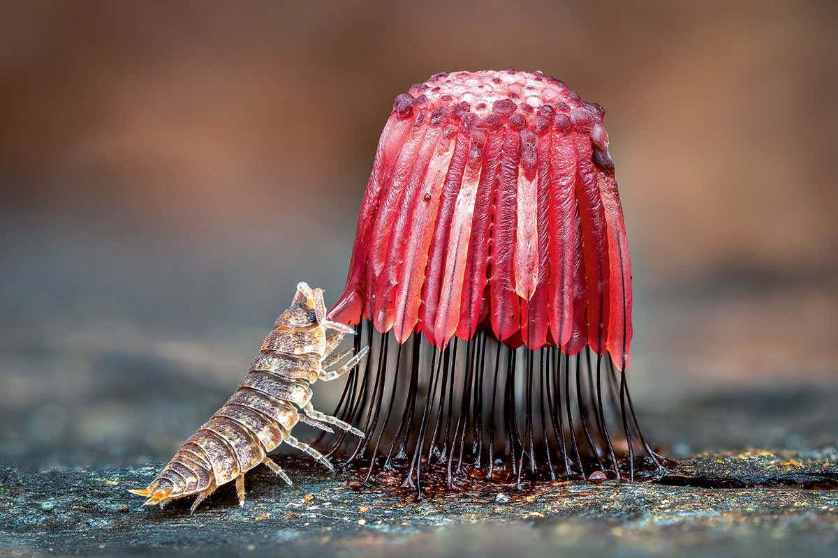 Sublime slime mould wins New Scientist photography competition