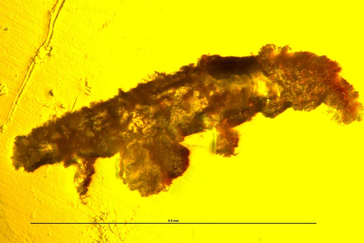Paradoryphoribius chronocaribbeus