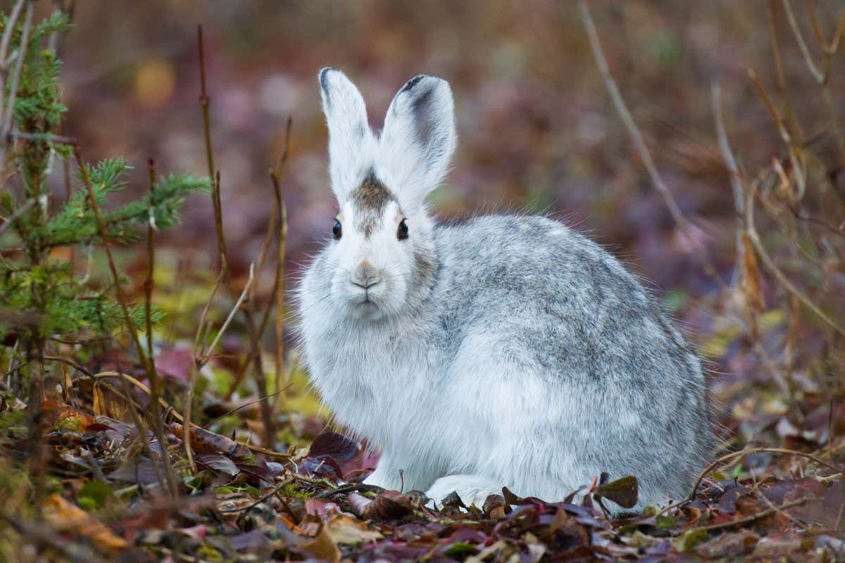 Snowshoe Hare Lepus americanus changing from summer to winter fur in Teslin, Yukon, Canada; Shutterstock ID 783248209; purchase_order: -; job: -; client: -; other: -