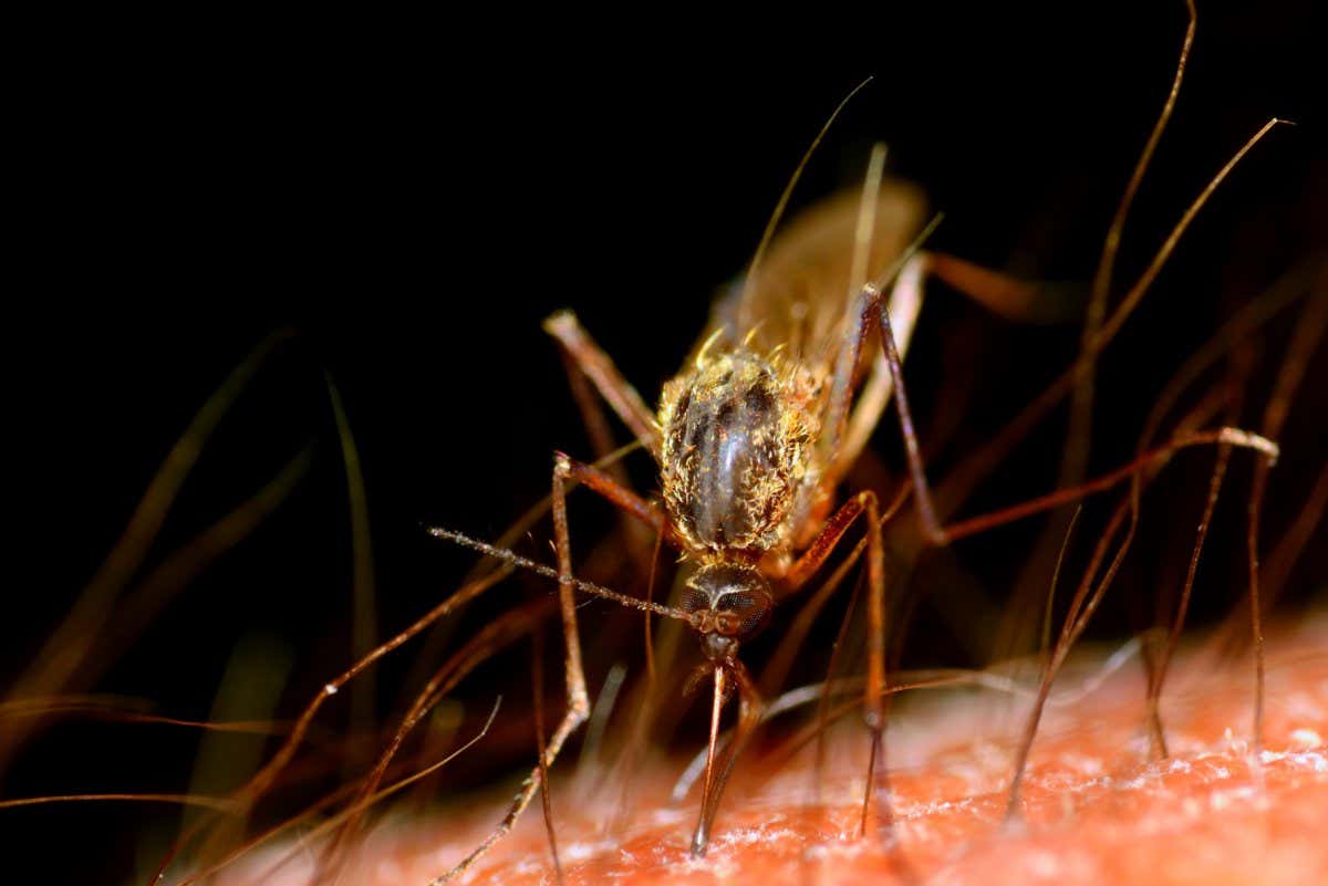 Mosquito on human arm