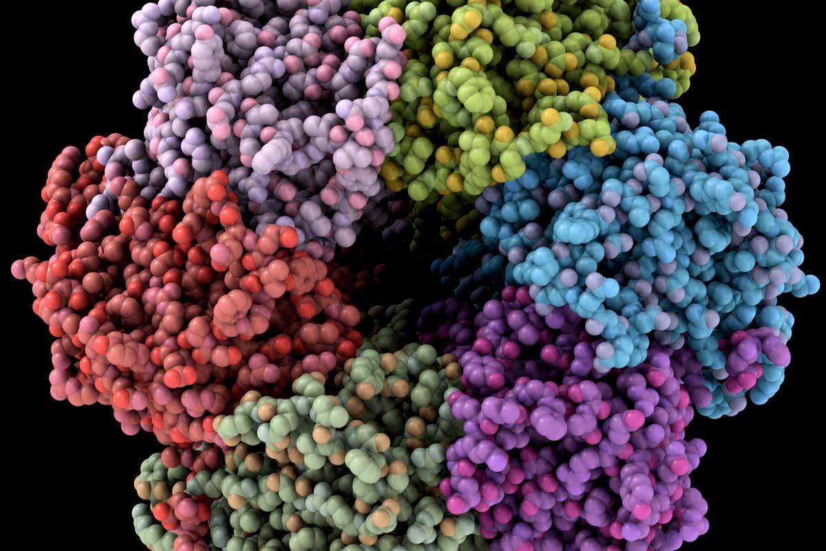 Bacteria circadian clock protein molecule