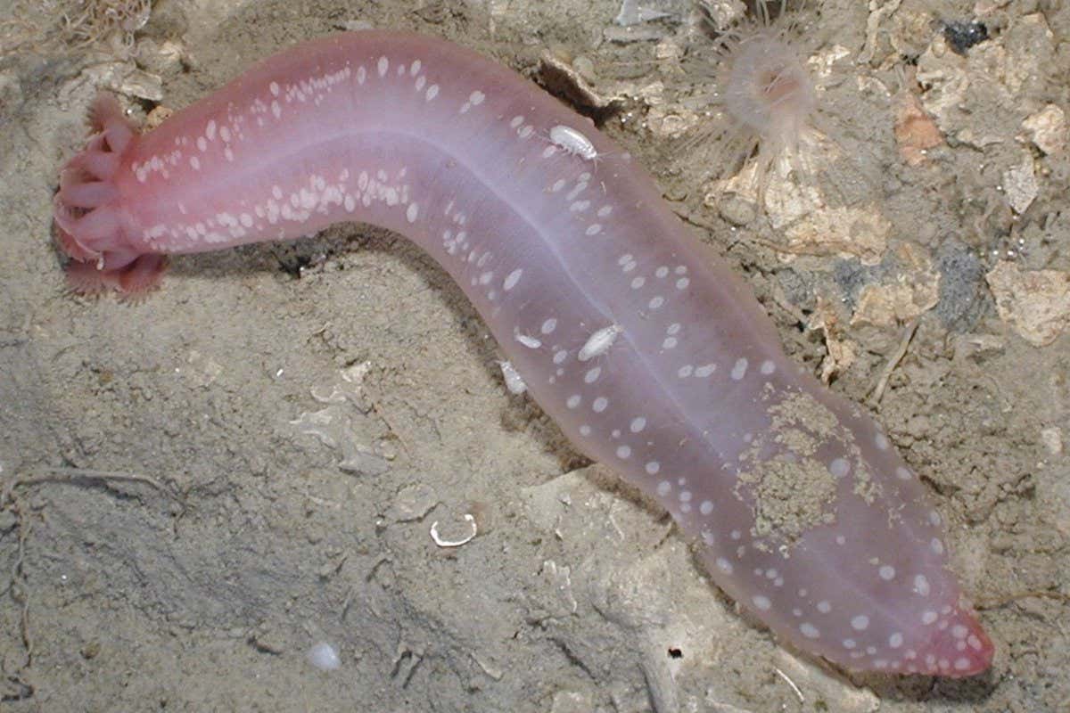 A sea cucumber, Chiridota heheva