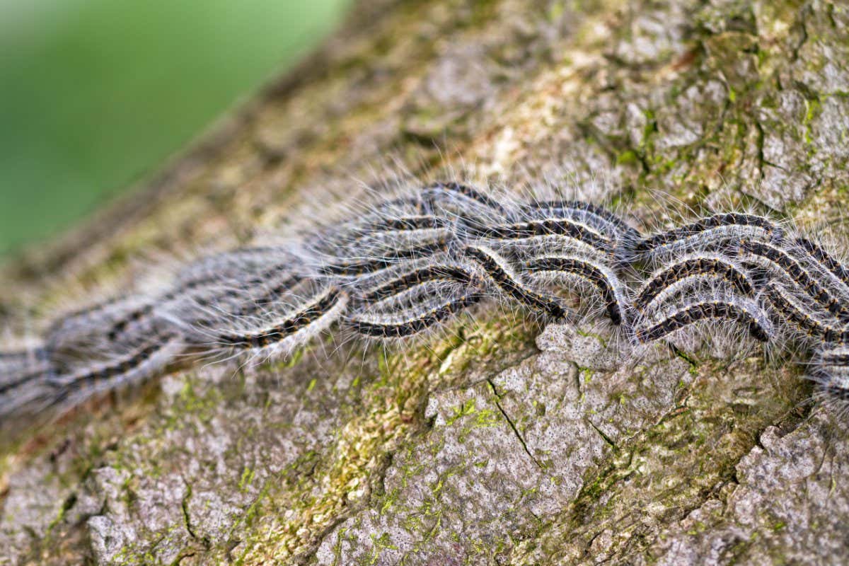 The Oak Processionary (Thaumetopoea processionea) caterpillars