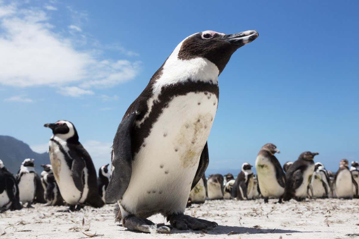 African Penguin (Spheniscus demersus)