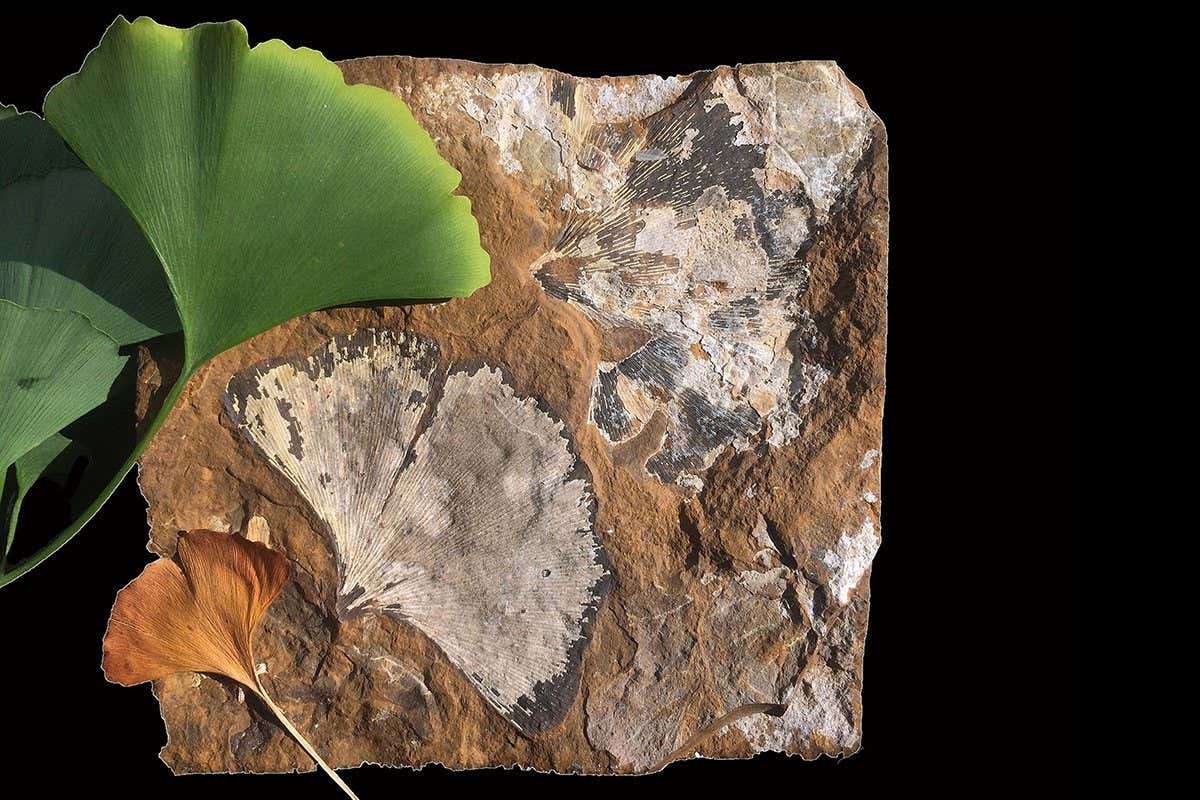 Look at fossils on your phone to help researchers uncover Earth’s past