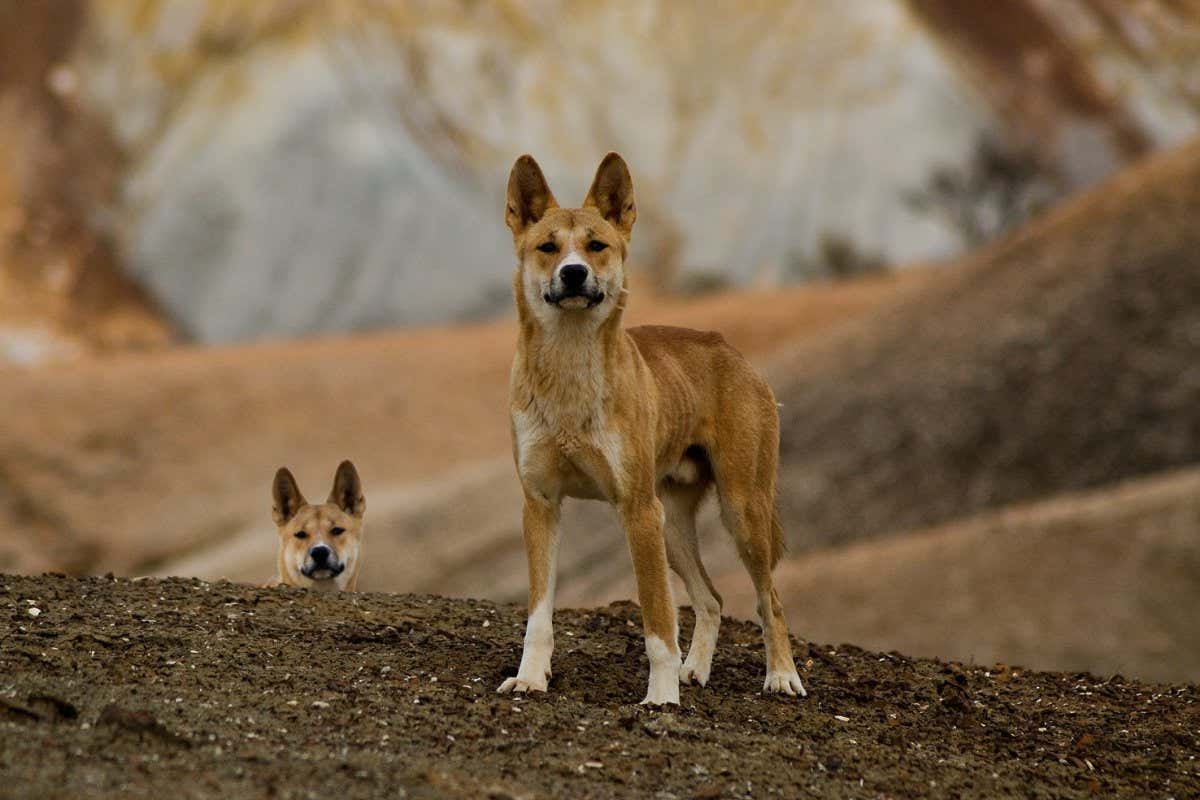 Two very curious dingos watch and follow me around looking for food. The older male always keeping distance.
