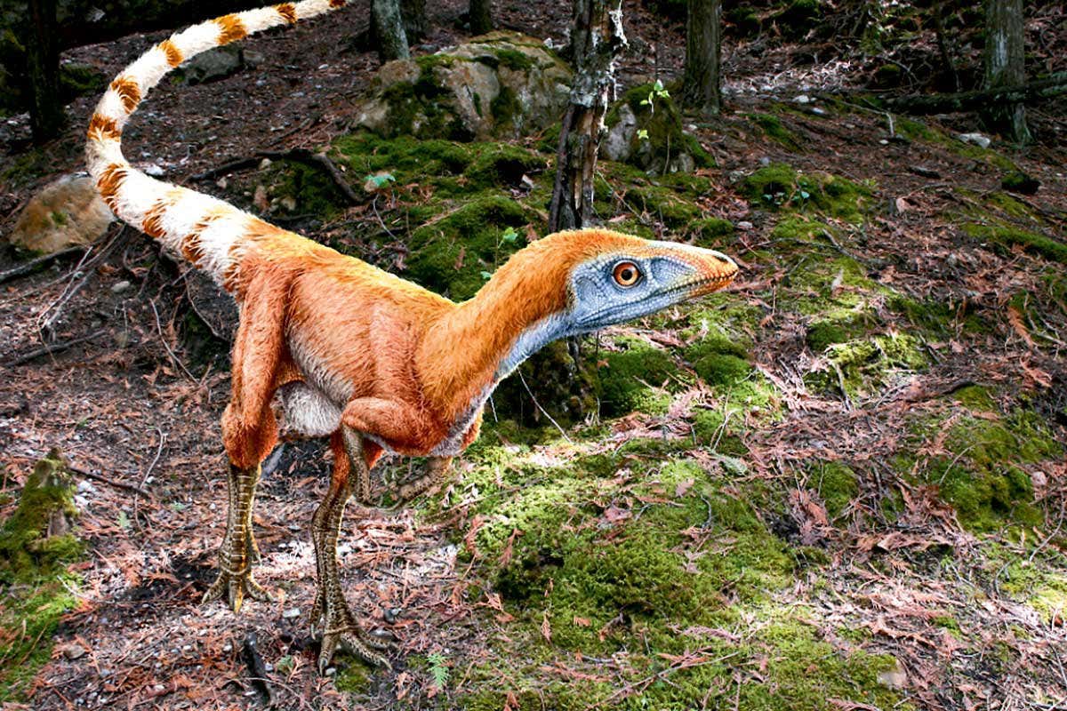 T. rex with feathers: China’s fossils are rewriting the dinosaur story