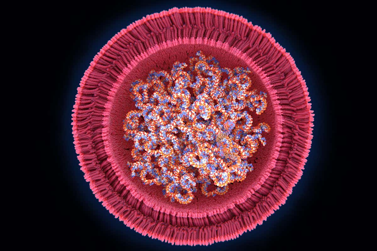 Covid-19 RNA vaccine, illustration. The vaccine consists of strands of mRNA (messenger ribonucleic acid) encased in a lipid nanoparticle sphere. The mRNA codes for a mutated version of the viral spike protein found on the surface of the SARS-CoV-2 coronavirus that causes Covid-19. When injected into the body the mRNA is taken up by the body's cells, which manufacture copies of the protein. The proteins stimulate an immune response, causing the body to produce antibodies against the spike protein. This means that the body is primed to attack the virus should it be encountered after vaccination, preventing disease. The first RNA vaccine approved for human use, developed against the SARS-CoV-2 coronavirus by Pfizer/BioNTech, was approved in the UK on 2nd December 2020. 2DYDTXH Covid-19 RNA vaccine, illustration.