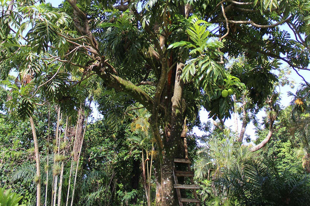 Breadfruit tree