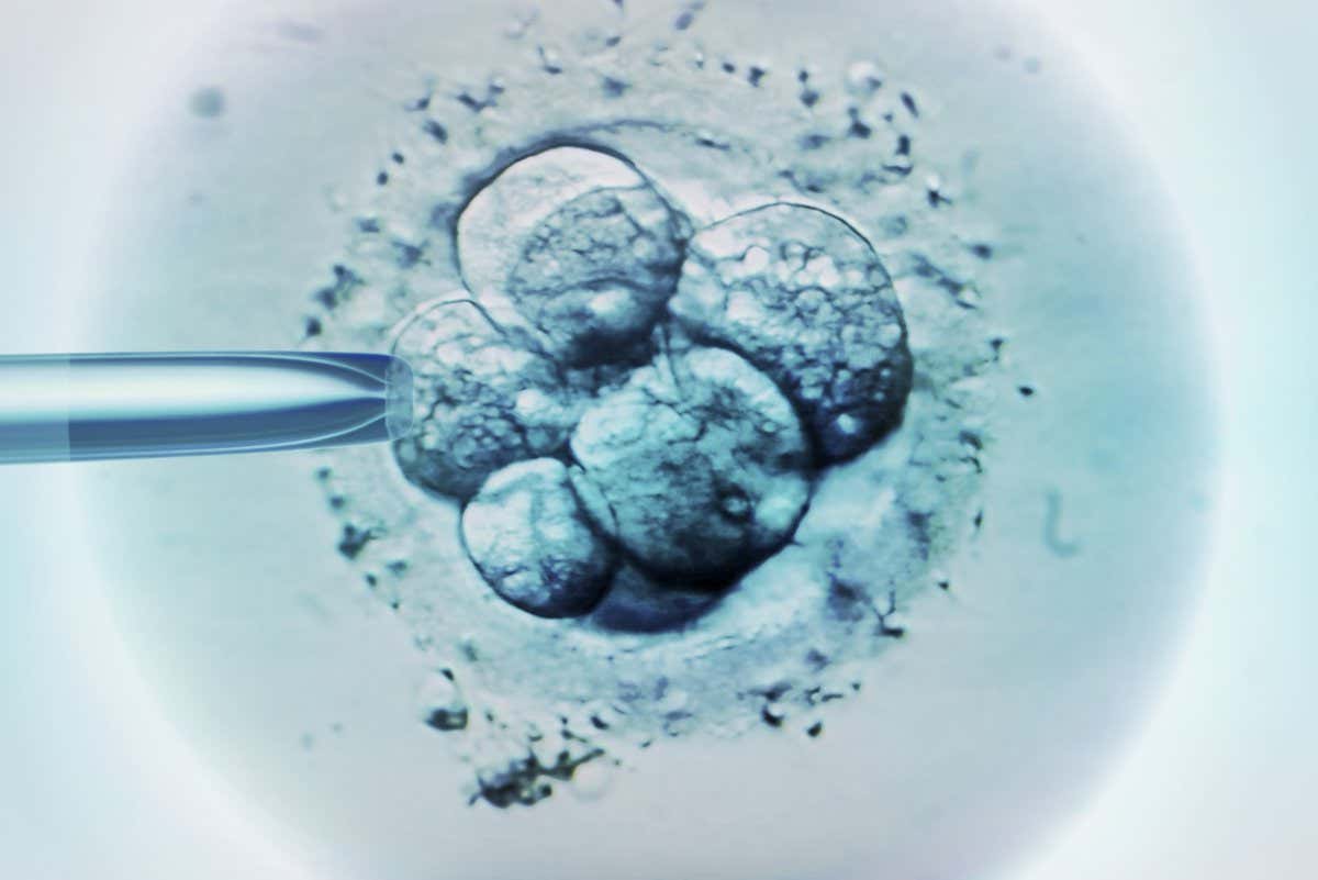 Embryo selection for IVF, light micrograph.