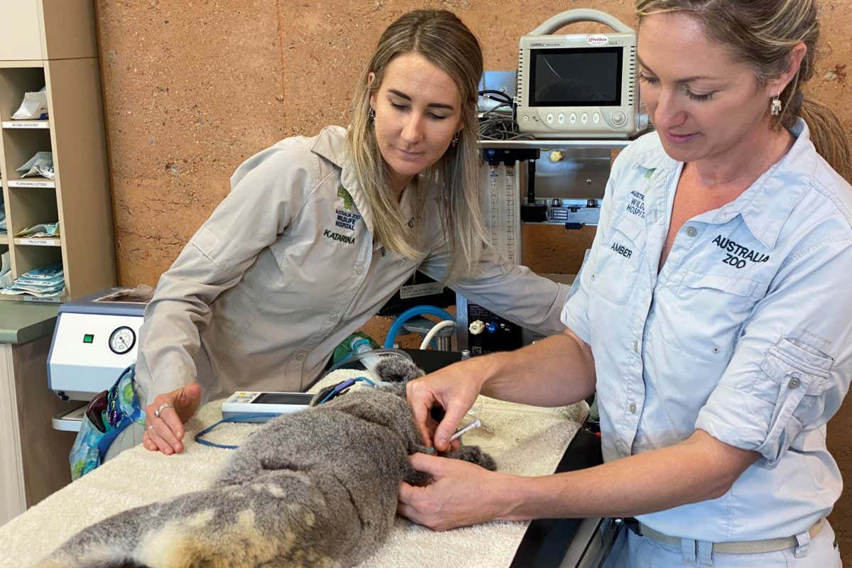 koala being vaccinated