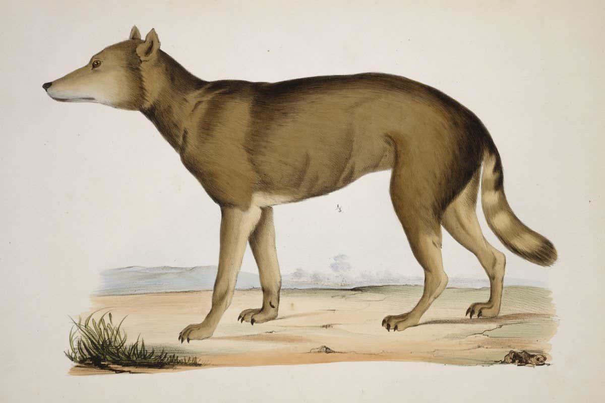 Canis lupus hodophilax, Japanese wolf