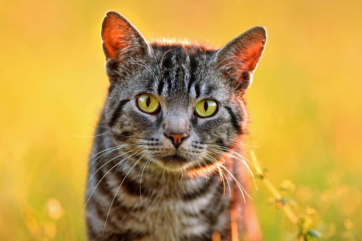 Portrait of domestic cat, back lit by evening light