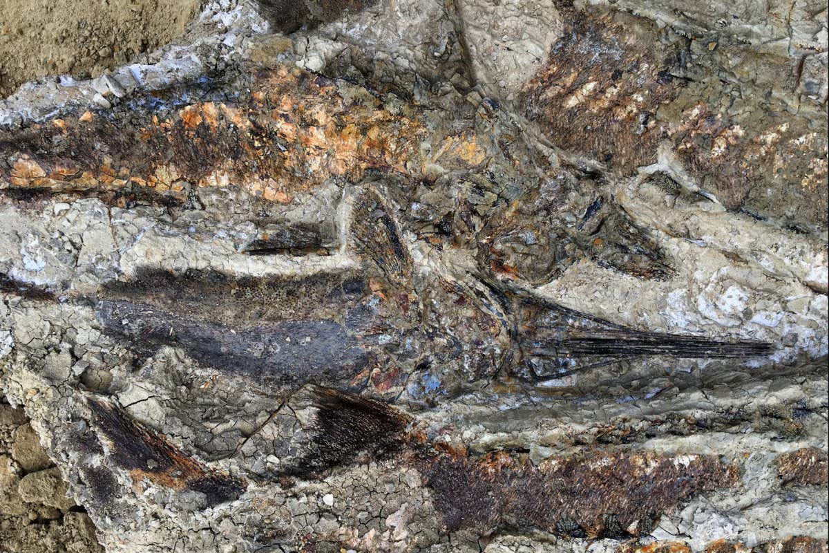 Intertangled mass of articulated fish