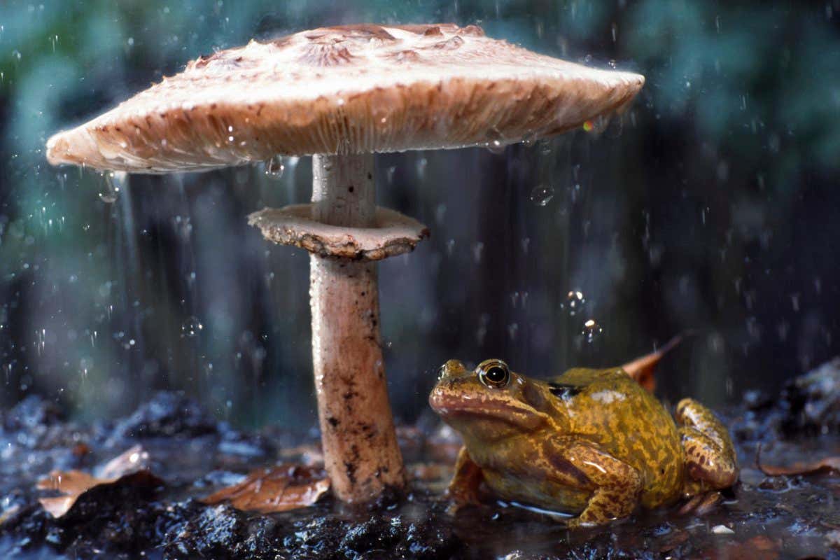 Common frog (Rana temporaria) sheltering from rain under toadstool (Macrolepiota procera) the Netherlands