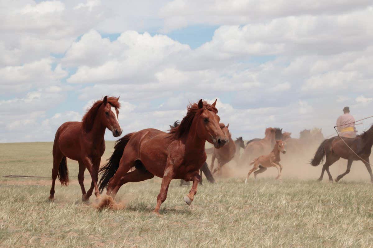 Horse herd in the steppes of Inner Mongolia, China. July 2019