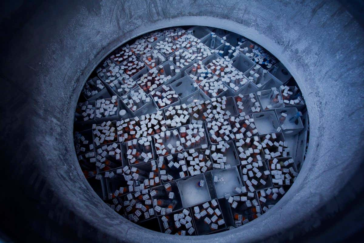 Vials of donor sperm frozen by liquid nitrogen