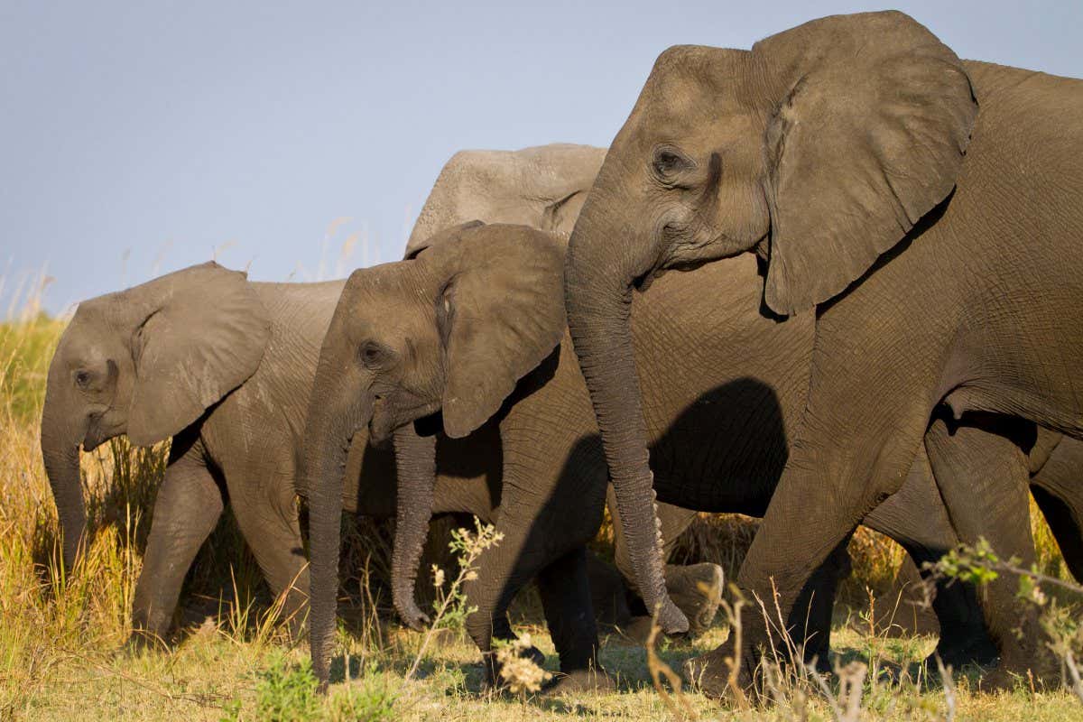 A family of tuskless elephants