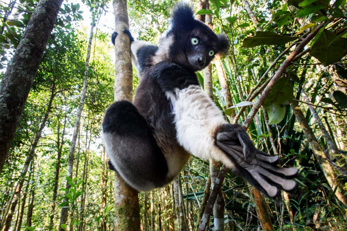 Male Indri (Indri indri)