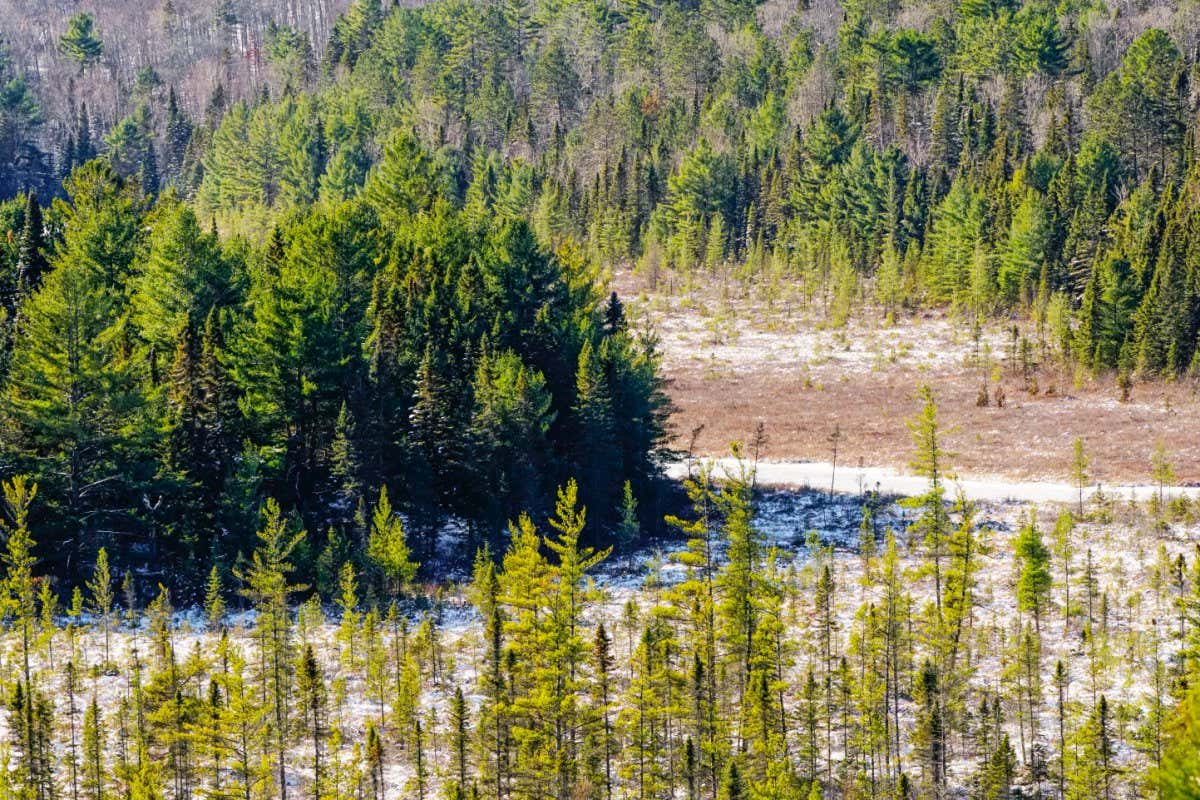 Boreal forest with black spruce